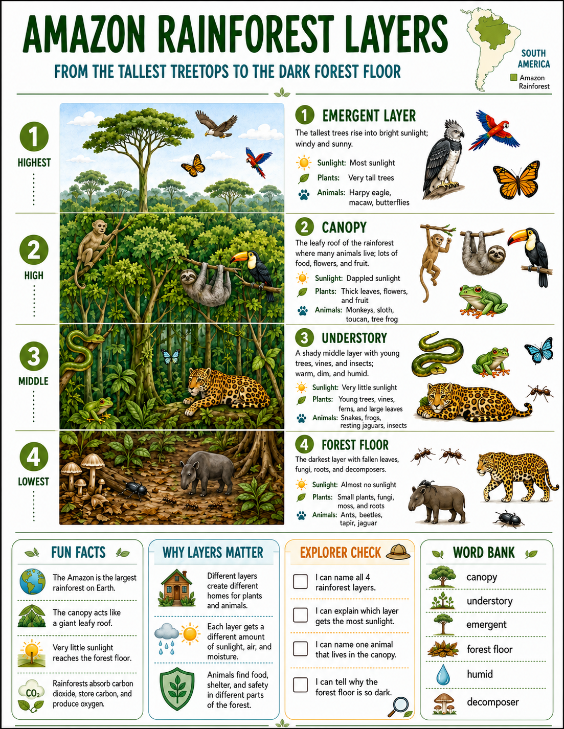 Amazon Rainforest Layers infographic