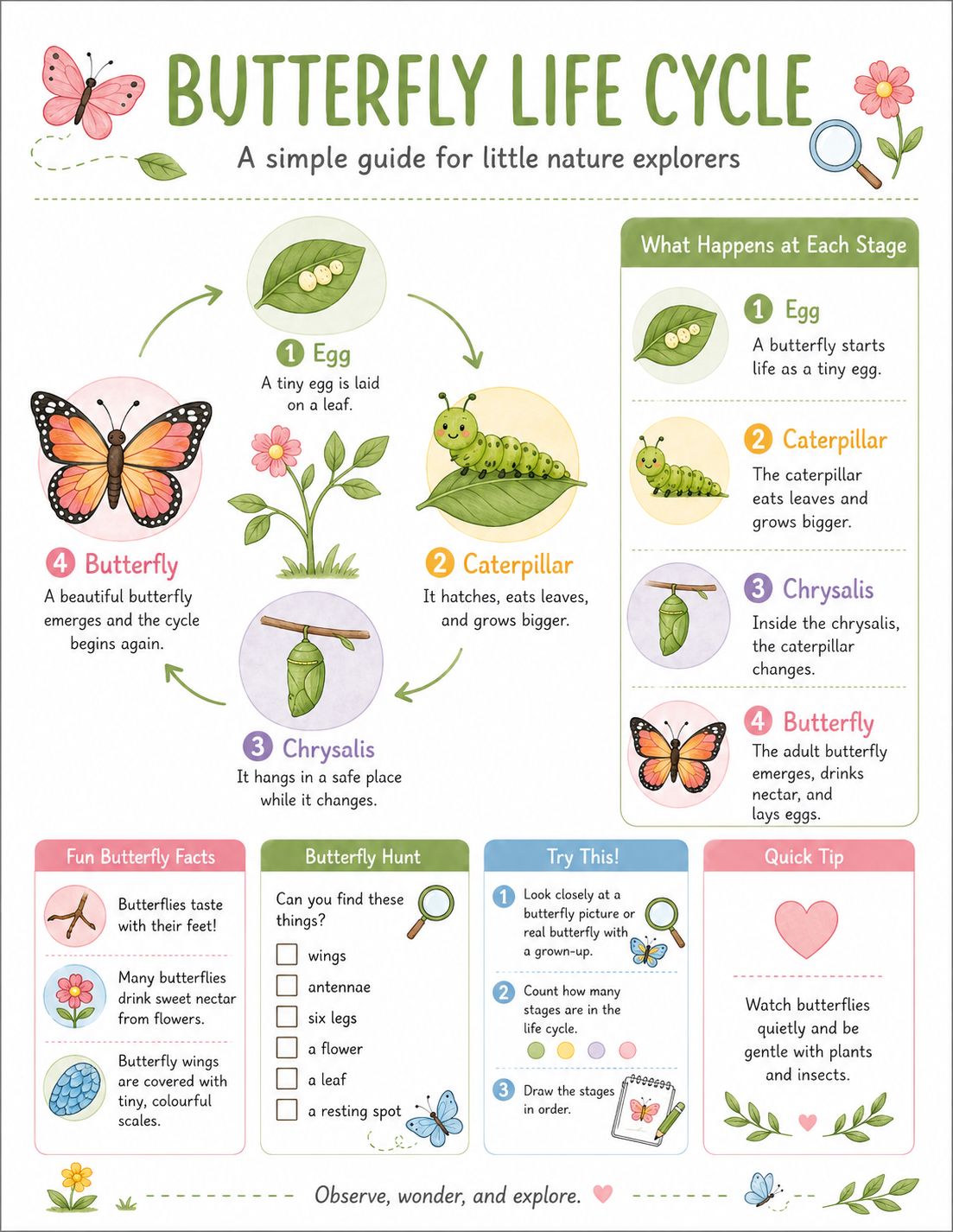 Butterfly life cycle infographic